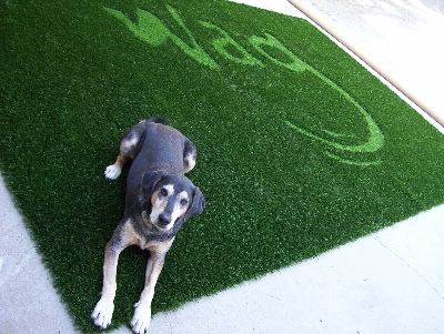 WAG PET HOTEL - ARTIFICIAL GRASS FOR DOGS