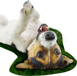 ARTIFICIAL-GRASS-FOR-DOGS