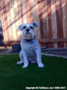 Cute terrier sitting for a pretty picture on his new TuFFGrass K9 grass .