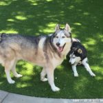 Artificial grass with 2 large Husky breed dogs sitting