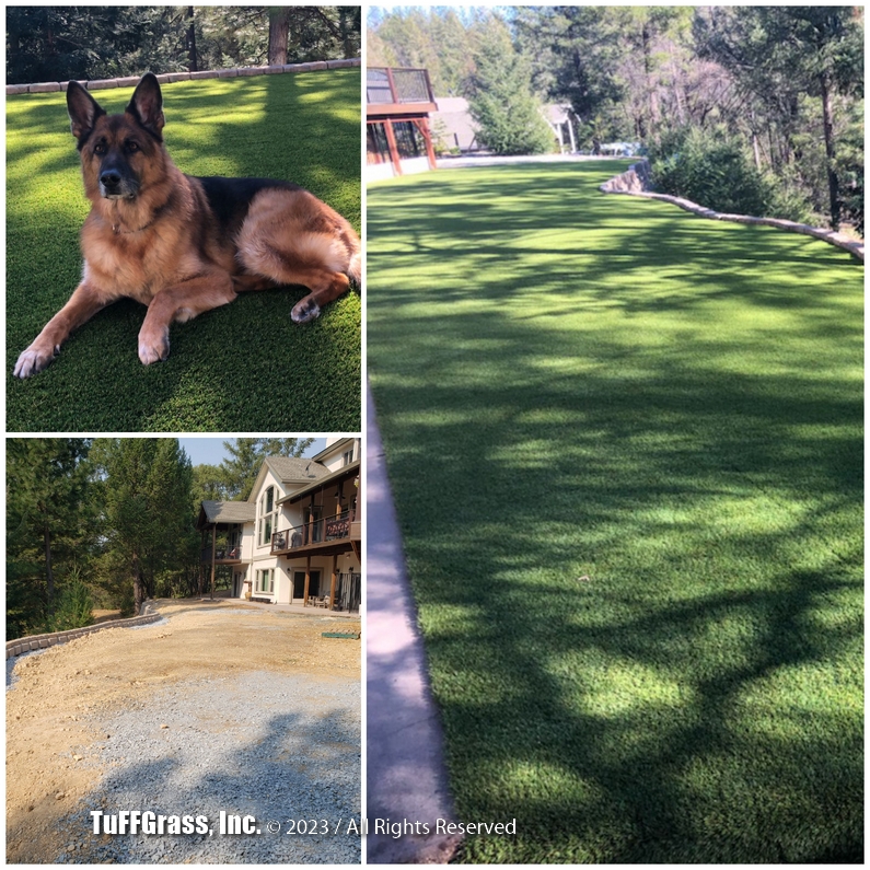 Rural yard in Colfax, CA after TuFFGrass artificial grass was installed. One of the two large shepherd dogs is sitting on the grass enjoying the afternoon.