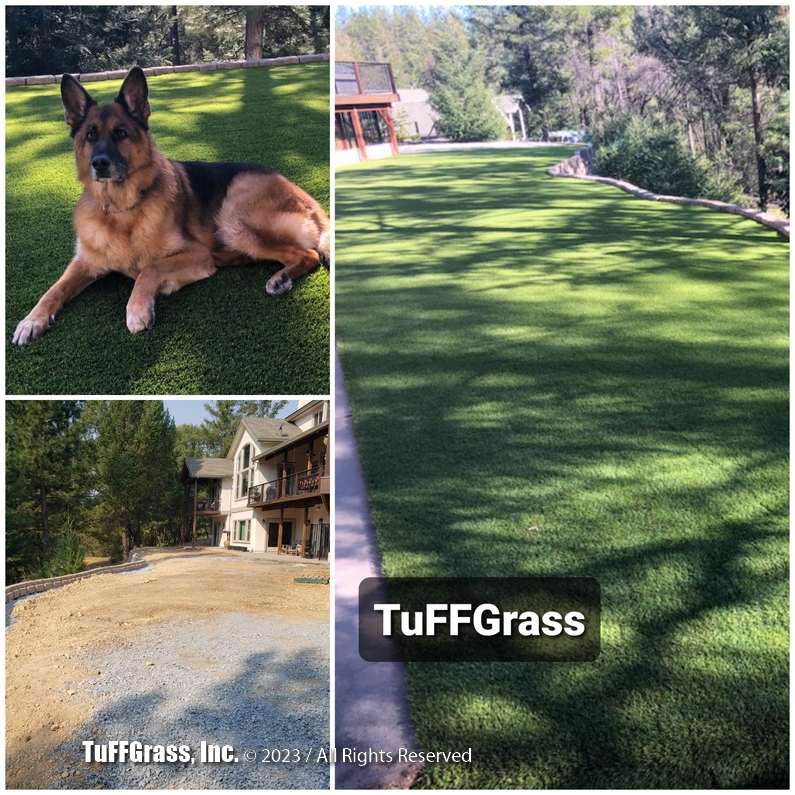A photo of a grand German Shepherd relaxing on his new TuFFGrass K9 grass in the middle of his equally grand monster sized artificial grass lawn.