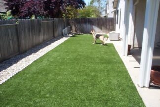 The growing German Shepherd pup that lives in this back yard has a great place to practice zoomies, back scratches, catch and even just hanging around in the safety, softness, and durability of their TuFFGrass artificial grass lawn.