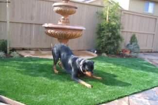 There's nothing more fun for a Rottweiler pup than being able to chase your shadow on your newly installed TuFFGrass artificial grass lawn!