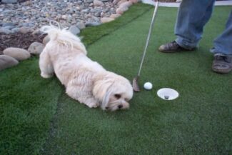 Pretty puppy helping her owner put that golf ball into the hole on their new TuFFGrass artificial grass putting green.