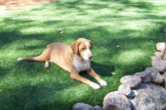 The beloved pets of our customers are truly content with the safety, plushness, and endurance of their TuFFGrass artificial grass installations.
