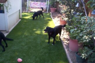 Explore the open area of a residential doggy daycare center, made beautiful by TuFFGrass artificial grass.