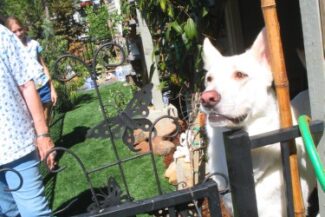 This is King - a 120 Lb white shepherd that totally enjoys having a clean, safe and soft surface of artificial grass to play on in his very narrow back yard!