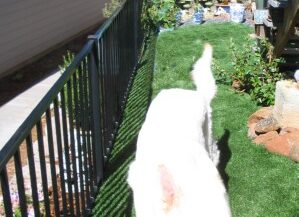King, a 120 lb shepherd, loves to zoom on his small backyard kennel area of TuFFGrass artificial grass lawn.
