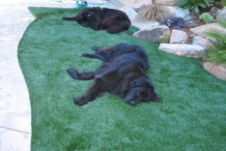 These two huge Newfoundland pups lying on their new TuFFGrass artificial grass are truly experiencing the pleasure of the security, plushness, and durability of their lawn.