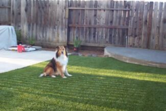 Our customers' pups find pure joy on their TuFFGrass artificial turf lawns, which are not only safe and durable but also ready for any weather conditions.