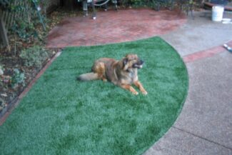 Our customer's dogs enjoy the security, comfort, and resilience of their newly installed TuFFGrass artificial grass lawns