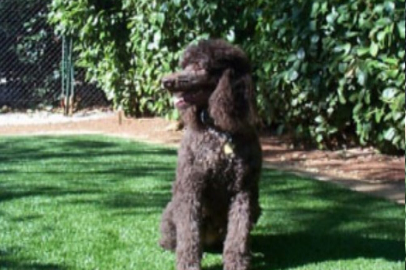 The standard poodles belonging to our customers are delighted with the security, comfort, and longevity of their TuFFGrass artificial grass yards.