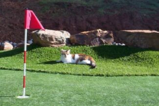 Our cat named Rita enjoying a chill on the artificial grass putting green!