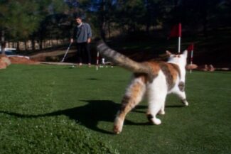 Even our cat Rita loves to play on her TuFFGrass artificial grass!