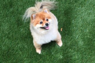 A photo of a cute toffee colored pomeranian puppy sitting on her new TuFFGrass artificial K9 Grass lawn.