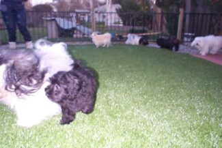 This is a photo of several puppy dogs that are zooming around their artificial grass day care kennel yard.