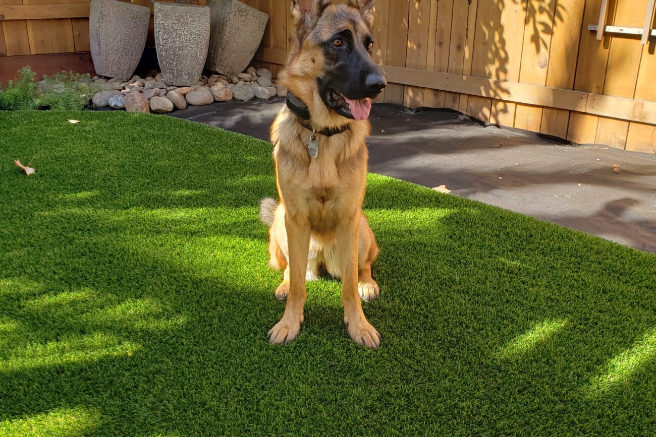 Pretty German Shepherd Pup Enjoying His New K9 Grass Yard