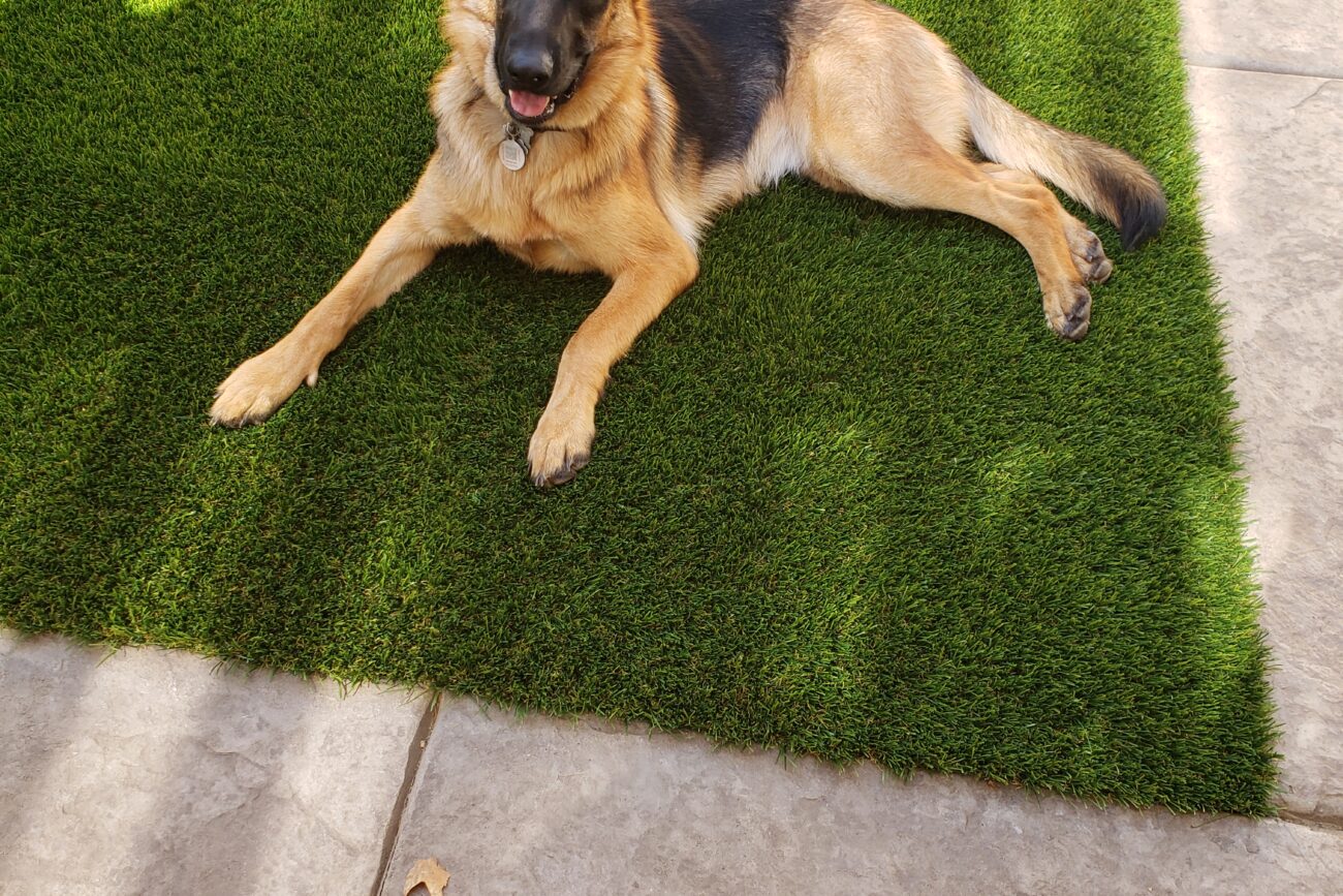Pretty German Shepherd Lounging on his new Artificial K9 Grass Lawn