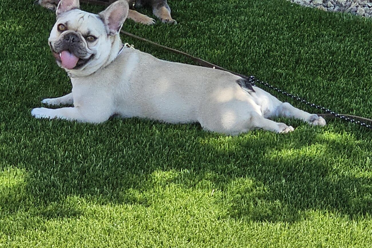 French Bulldog Brothers Chill on Their New K9 Artificial Grass Installation